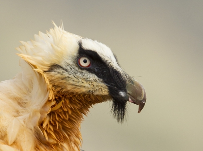 <i class='fa fa-user'></i>&nbsp;natuurflits&nbsp;|   Lammergier&nbsp; <i class='fa fa-eye'>&nbsp;488</i> &nbsp;<i class='fa fa-thumbs-up'>&nbsp;1</i> &nbsp; <i class='fa fa-comment-o'>&nbsp;4</i>