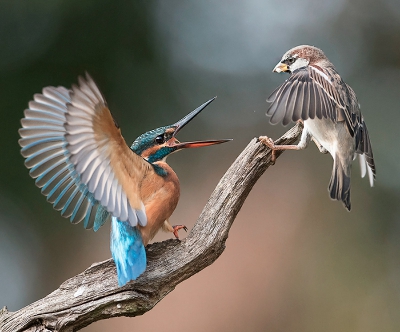 <i class='fa fa-user'></i>&nbsp;Wilfried Solarz&nbsp;|   IJsvogel&nbsp; <i class='fa fa-eye'>&nbsp;1170</i> &nbsp;<i class='fa fa-thumbs-up'>&nbsp;25</i> &nbsp; <i class='fa fa-comment-o'>&nbsp;23</i>