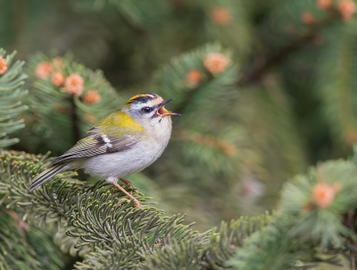 <i class='fa fa-user'></i>&nbsp;vogeljan&nbsp;|   Vuurgoudhaan&nbsp; <i class='fa fa-eye'>&nbsp;518</i> &nbsp;<i class='fa fa-thumbs-up'>&nbsp;6</i> &nbsp; <i class='fa fa-comment-o'>&nbsp;5</i>