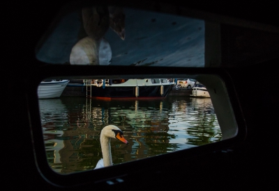 <i class='fa fa-user'></i>&nbsp;Henri Aantjes&nbsp;|   Knobbelzwaan&nbsp; <i class='fa fa-eye'>&nbsp;458</i> &nbsp;<i class='fa fa-thumbs-up'>&nbsp;5</i> &nbsp; <i class='fa fa-comment-o'>&nbsp;3</i>