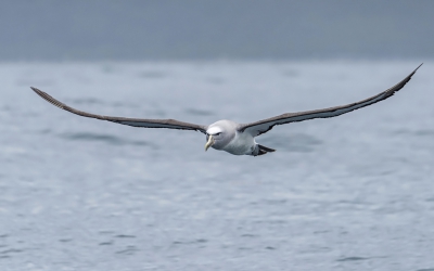 <i class='fa fa-user'></i>&nbsp;Bert Ooms&nbsp;|   Salvins Albatros&nbsp; <i class='fa fa-eye'>&nbsp;327</i> &nbsp;<i class='fa fa-thumbs-up'>&nbsp;1</i> &nbsp; <i class='fa fa-comment-o'>&nbsp;6</i>