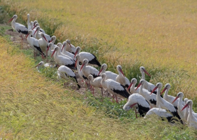 <i class='fa fa-user'></i>&nbsp;Marie-Jos� Boon&nbsp;|   Ooievaar&nbsp; <i class='fa fa-eye'>&nbsp;704</i> &nbsp;<i class='fa fa-thumbs-up'>&nbsp;2</i> &nbsp; <i class='fa fa-comment-o'>&nbsp;15</i>