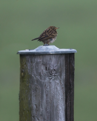 Graag roep ik jullie hulp in. Ik denk dat dit een juveniel graspieper is, maar is dat ook zo?