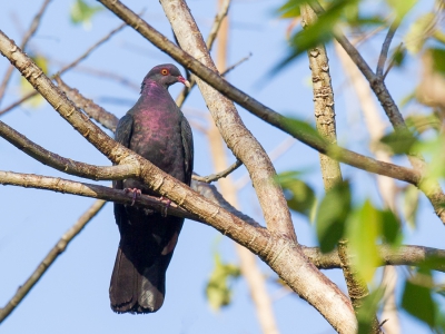 <i class='fa fa-user'></i>&nbsp;Paul van Giersbergen&nbsp;|   Witkeelduif&nbsp; <i class='fa fa-eye'>&nbsp;238</i> &nbsp; <i class='fa fa-comment-o'>&nbsp;0</i>