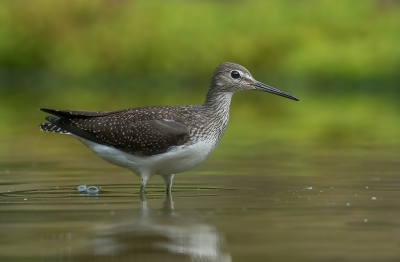 Nog eentje van het Witgatje, dat zomaar opeens voor de hut plofte.

7D II + Sigma 120-300 F2.8 S + 1.4 APO converter.

Vanaf statief.