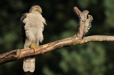 <i class='fa fa-user'></i>&nbsp;Rick Robaard&nbsp;|   Sperwer&nbsp; <i class='fa fa-eye'>&nbsp;579</i> &nbsp;<i class='fa fa-thumbs-up'>&nbsp;17</i> &nbsp; <i class='fa fa-comment-o'>&nbsp;12</i>