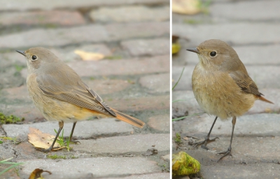 Gisteren zat dit vogeltje in de tuin. We hebben ons een slag in de rondte gezocht wat het is.
Een beetje een roodborst formaat en houding, maar die rode staart h.
Toen bedacht mijn vrouw vanmorgen ineens dat het wel eens een vrouwtje gekraagde roodstaart kon zijn.
Is dit juist?