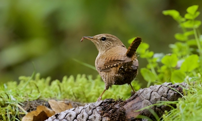 Ik had de Winterkoning al een paar keer zien scharrelen in de struiken bij de vogelhut, maar hij bleef steeds te ver weg voor mijn 400 mm. Op een gegeven moment kwam hij op een paar meter van me zitten.