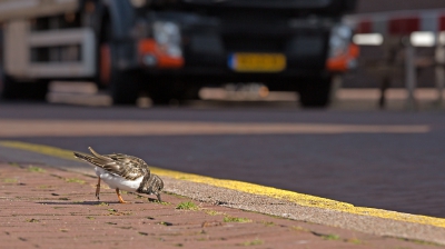 <i class='fa fa-user'></i>&nbsp;nelappelmelk&nbsp;|   Steenloper&nbsp; <i class='fa fa-eye'>&nbsp;328</i> &nbsp; <i class='fa fa-comment-o'>&nbsp;6</i>