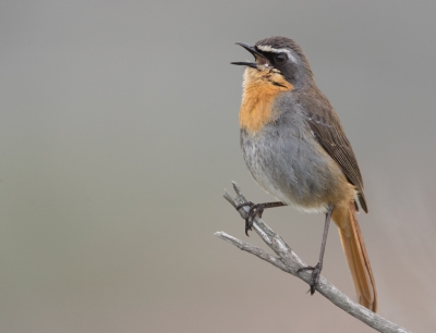 <i class='fa fa-user'></i>&nbsp;Eric van Roon&nbsp;|   Kaapse Lawaaimaker&nbsp; <i class='fa fa-eye'>&nbsp;564</i> &nbsp;<i class='fa fa-thumbs-up'>&nbsp;10</i> &nbsp; <i class='fa fa-comment-o'>&nbsp;9</i>