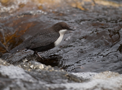 <i class='fa fa-user'></i>&nbsp;Wilfried Solarz&nbsp;|   Waterspreeuw&nbsp; <i class='fa fa-eye'>&nbsp;404</i> &nbsp;<i class='fa fa-thumbs-up'>&nbsp;7</i> &nbsp; <i class='fa fa-comment-o'>&nbsp;6</i>