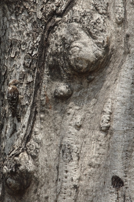 <i class='fa fa-user'></i>&nbsp;Martjan Lammertink&nbsp;|   Indiase Bruinkapspecht&nbsp; <i class='fa fa-eye'>&nbsp;503</i> &nbsp;<i class='fa fa-thumbs-up'>&nbsp;1</i> &nbsp; <i class='fa fa-comment-o'>&nbsp;11</i>