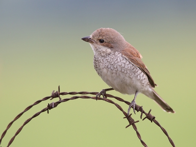 <i class='fa fa-user'></i>&nbsp;Luc Meert&nbsp;|   Grauwe Klauwier&nbsp; <i class='fa fa-eye'>&nbsp;414</i> &nbsp;<i class='fa fa-thumbs-up'>&nbsp;3</i> &nbsp; <i class='fa fa-comment-o'>&nbsp;7</i>