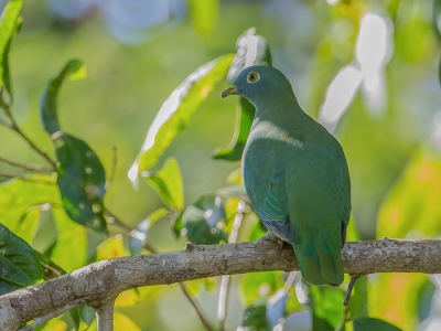 <i class='fa fa-user'></i>&nbsp;Paul van Giersbergen&nbsp;|   Zwartnekjufferduif&nbsp; <i class='fa fa-eye'>&nbsp;253</i> &nbsp; <i class='fa fa-comment-o'>&nbsp;2</i>