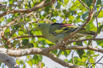 <i class='fa fa-user'></i>&nbsp;Paul van Giersbergen&nbsp;|   Soembapapegaaiduif&nbsp; <i class='fa fa-eye'>&nbsp;251</i> &nbsp; <i class='fa fa-comment-o'>&nbsp;1</i>