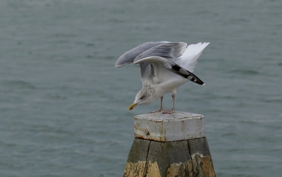 Deze meeuw zat lekker te dutten op de steiger. Toen ik iets dichter naar hem toe reed, vloog hij op de paal en ging wat rek- en strekoefeningen doen.