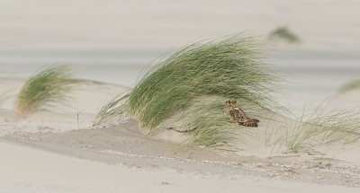 <i class='fa fa-user'></i>&nbsp;nelappelmelk&nbsp;|   Velduil&nbsp; <i class='fa fa-eye'>&nbsp;1161</i> &nbsp;<i class='fa fa-thumbs-up'>&nbsp;30</i> &nbsp; <i class='fa fa-comment-o'>&nbsp;23</i>