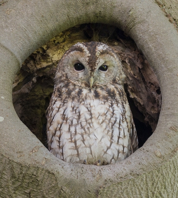 <i class='fa fa-user'></i>&nbsp;Robert Westerhof&nbsp;|   Bosuil&nbsp; <i class='fa fa-eye'>&nbsp;748</i> &nbsp;<i class='fa fa-thumbs-up'>&nbsp;10</i> &nbsp; <i class='fa fa-comment-o'>&nbsp;13</i>