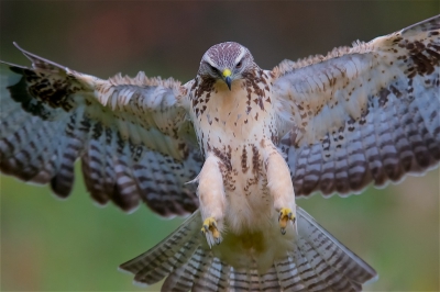 <i class='fa fa-user'></i>&nbsp;Harry Jamont&nbsp;|   Buizerd&nbsp; <i class='fa fa-eye'>&nbsp;367</i> &nbsp;<i class='fa fa-thumbs-up'>&nbsp;2</i> &nbsp; <i class='fa fa-comment-o'>&nbsp;10</i>