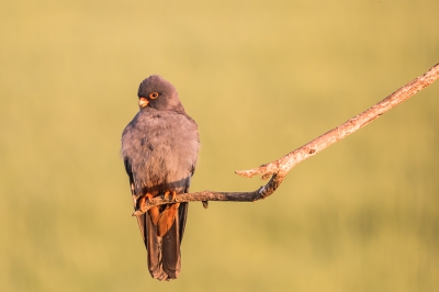 Roodpootvalk, deel uitmakend van een kolonie. Genomen in de buurt van Hortobagy, een vogelparadijs in Hongarije.