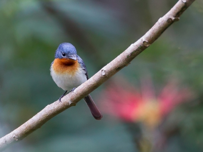 <i class='fa fa-user'></i>&nbsp;Paul van Giersbergen&nbsp;|   Kaneelborstmonarch&nbsp; <i class='fa fa-eye'>&nbsp;248</i> &nbsp; <i class='fa fa-comment-o'>&nbsp;1</i>