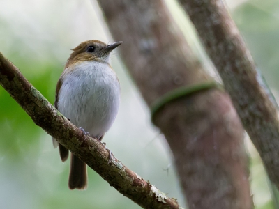 <i class='fa fa-user'></i>&nbsp;Paul van Giersbergen&nbsp;|   Harterts Vliegenvanger&nbsp; <i class='fa fa-eye'>&nbsp;183</i> &nbsp; <i class='fa fa-comment-o'>&nbsp;0</i>