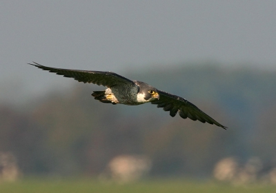 Deze Slechtvalk was net van zijn prooi beroofd door een Buizerd