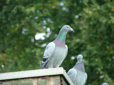 Mijn eerste foto op deze site, postduif op onze schuur
