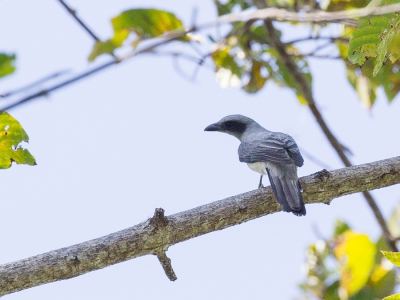 <i class='fa fa-user'></i>&nbsp;Paul van Giersbergen&nbsp;|   Wallacearupsvogel&nbsp; <i class='fa fa-eye'>&nbsp;158</i> &nbsp; <i class='fa fa-comment-o'>&nbsp;1</i>