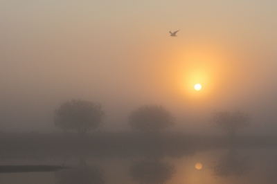 <i class='fa fa-user'></i>&nbsp;dick renes&nbsp;|   Kokmeeuw&nbsp; <i class='fa fa-eye'>&nbsp;335</i> &nbsp;<i class='fa fa-thumbs-up'>&nbsp;4</i> &nbsp; <i class='fa fa-comment-o'>&nbsp;2</i>