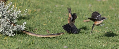 <i class='fa fa-user'></i>&nbsp;Eric van Roon&nbsp;|   Waterfiskaal&nbsp; <i class='fa fa-eye'>&nbsp;450</i> &nbsp;<i class='fa fa-thumbs-up'>&nbsp;4</i> &nbsp; <i class='fa fa-comment-o'>&nbsp;8</i>