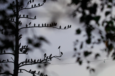 <i class='fa fa-user'></i>&nbsp;Vincent Vuik&nbsp;|   Spreeuw&nbsp; <i class='fa fa-eye'>&nbsp;503</i> &nbsp;<i class='fa fa-thumbs-up'>&nbsp;8</i> &nbsp; <i class='fa fa-comment-o'>&nbsp;14</i>