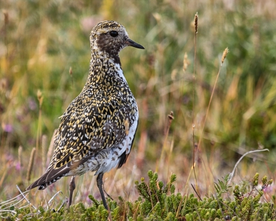 In Nederland heb ik nooit het geluk gehad een goudplevier te zien. In IJsland was het een van de eerste vogels die ik daar zag en was overrompeld hoe mooi deze vogel is. Dit is mijn eerste upload in het verzamelalbum.