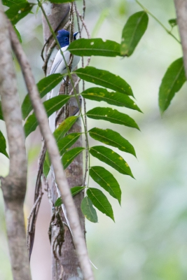 <i class='fa fa-user'></i>&nbsp;Paul van Giersbergen&nbsp;|   Orientaalse Paradijsmonarch&nbsp; <i class='fa fa-eye'>&nbsp;288</i> &nbsp; <i class='fa fa-comment-o'>&nbsp;2</i>