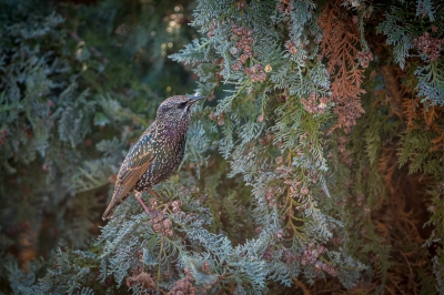 <i class='fa fa-user'></i>&nbsp;Hans Overduin&nbsp;|   Spreeuw&nbsp; <i class='fa fa-eye'>&nbsp;447</i> &nbsp;<i class='fa fa-thumbs-up'>&nbsp;5</i> &nbsp; <i class='fa fa-comment-o'>&nbsp;9</i>