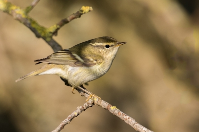 <i class='fa fa-user'></i>&nbsp;pjvantuil&nbsp;|   Bladkoning&nbsp; <i class='fa fa-eye'>&nbsp;460</i> &nbsp;<i class='fa fa-thumbs-up'>&nbsp;5</i> &nbsp; <i class='fa fa-comment-o'>&nbsp;6</i>