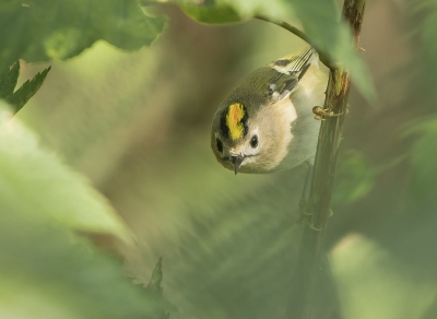 <i class='fa fa-user'></i>&nbsp;Fred&nbsp;|   Goudhaan&nbsp; <i class='fa fa-eye'>&nbsp;623</i> &nbsp;<i class='fa fa-thumbs-up'>&nbsp;10</i> &nbsp; <i class='fa fa-comment-o'>&nbsp;10</i>