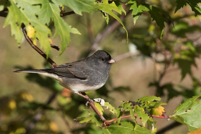 <i class='fa fa-user'></i>&nbsp;jan Luit&nbsp;|   Grijze Junco&nbsp; <i class='fa fa-eye'>&nbsp;350</i> &nbsp; <i class='fa fa-comment-o'>&nbsp;3</i>