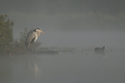 <i class='fa fa-user'></i>&nbsp;Gejo Wassink&nbsp;|   Blauwe Reiger&nbsp; <i class='fa fa-eye'>&nbsp;434</i> &nbsp;<i class='fa fa-thumbs-up'>&nbsp;4</i> &nbsp; <i class='fa fa-comment-o'>&nbsp;13</i>