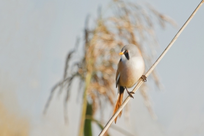 Tijdens wetlandtellingen liep ik langs een heel grote rietkraag waar grote hoeveelheden Baardmannen-'geping' in te horen was. Tijd om te fotograferen was er toen nog niet. Maar na afloop van de telling heb ik de tijd genomen om, met de MO Ruimte in het achterhoofd, te proberen deze mooie vogeltjes 'ruimtelijk' vast te leggen. 
Ik vind zelf dat dat met deze foto goed gelukt is.