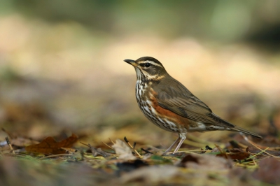 <i class='fa fa-user'></i>&nbsp;Frank Kremer&nbsp;|   Koperwiek&nbsp; <i class='fa fa-eye'>&nbsp;716</i> &nbsp;<i class='fa fa-thumbs-up'>&nbsp;12</i> &nbsp; <i class='fa fa-comment-o'>&nbsp;13</i>