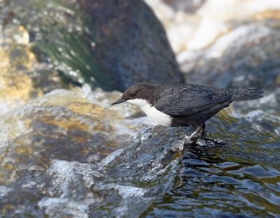 Op deze volop zomerse dag bleek de verleiding  te groot om deze zeldzame gast niet nog een keer op te zoeken. Het licht was mooi en het vogeltje in vorm. We hebben genoten.

foto van Willy