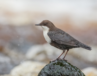 <i class='fa fa-user'></i>&nbsp;vogeljan&nbsp;|   Waterspreeuw&nbsp; <i class='fa fa-eye'>&nbsp;489</i> &nbsp;<i class='fa fa-thumbs-up'>&nbsp;4</i> &nbsp; <i class='fa fa-comment-o'>&nbsp;9</i>