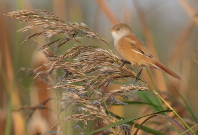 <i class='fa fa-user'></i>&nbsp;rietgors&nbsp;|   Baardman&nbsp; <i class='fa fa-eye'>&nbsp;467</i> &nbsp;<i class='fa fa-thumbs-up'>&nbsp;1</i> &nbsp; <i class='fa fa-comment-o'>&nbsp;13</i>