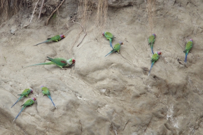 <i class='fa fa-user'></i>&nbsp;Martjan Lammertink&nbsp;|   Grote Alexanderparkiet&nbsp; <i class='fa fa-eye'>&nbsp;361</i> &nbsp; <i class='fa fa-comment-o'>&nbsp;7</i>