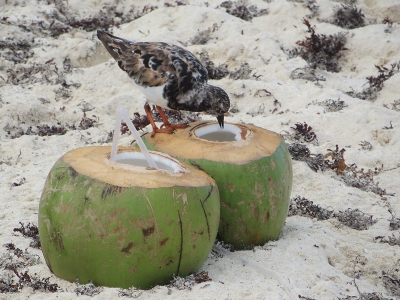 Ik verbaas mij altijd weer dat mensen na een stranddagje hun rommel niet meenemen en in de kliko gooien. Aan de andere kant, er zijn altijd weer gelukszoekers die er hun voordeel mee doen. Nooit geweten dat steenlopers van kokos houden maar het is cht zo!