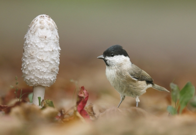 <i class='fa fa-user'></i>&nbsp;Gejo Wassink&nbsp;|   Glanskop&nbsp; <i class='fa fa-eye'>&nbsp;904</i> &nbsp;<i class='fa fa-thumbs-up'>&nbsp;20</i> &nbsp; <i class='fa fa-comment-o'>&nbsp;26</i>