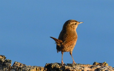 De opname is gemaakt vanuit een schuilhut in het natuurgebied "Grote Kreek"
