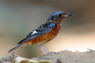 Firstly, I am very sorry to all of you that I do not know Dutch but I am really want to share some of my shots from my country.

Not local bird, winter visitor and size 19 cm
Habitat: evergreen forest and forest edge from plains to 1,200 m.

Photographed with EOS 20D and EF 400 F2.8L at F5.6, 1/250 sec and fill-in the light by 580 EX.