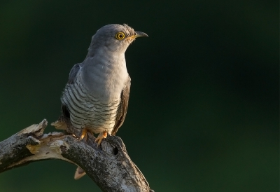 <i class='fa fa-user'></i>&nbsp;charlysax&nbsp;|   Koekoek&nbsp; <i class='fa fa-eye'>&nbsp;470</i> &nbsp;<i class='fa fa-thumbs-up'>&nbsp;4</i> &nbsp; <i class='fa fa-comment-o'>&nbsp;10</i>